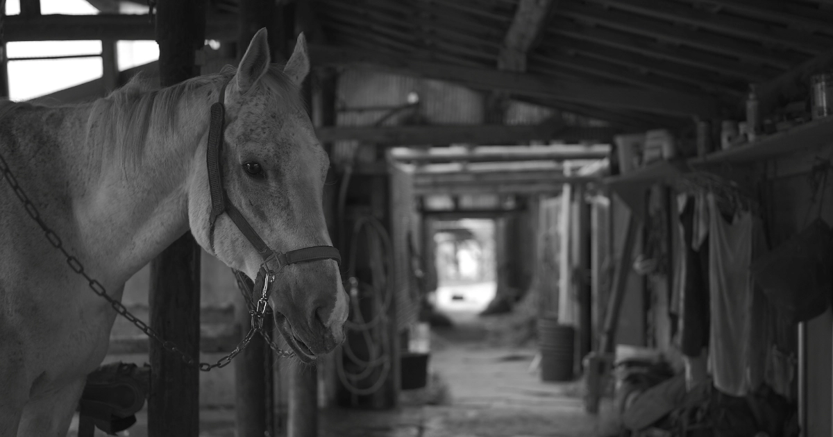 SOMÈS SADDLE 60th anniversary