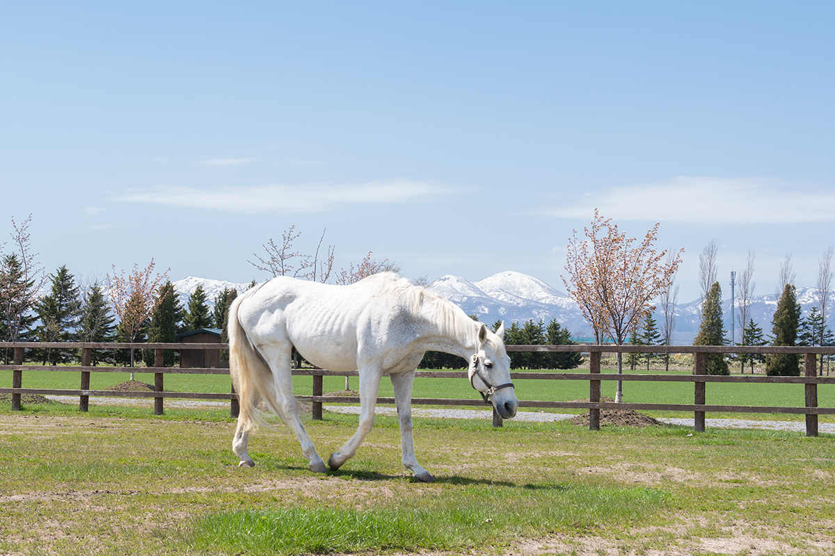 ソメスの馬たち_コロンビア