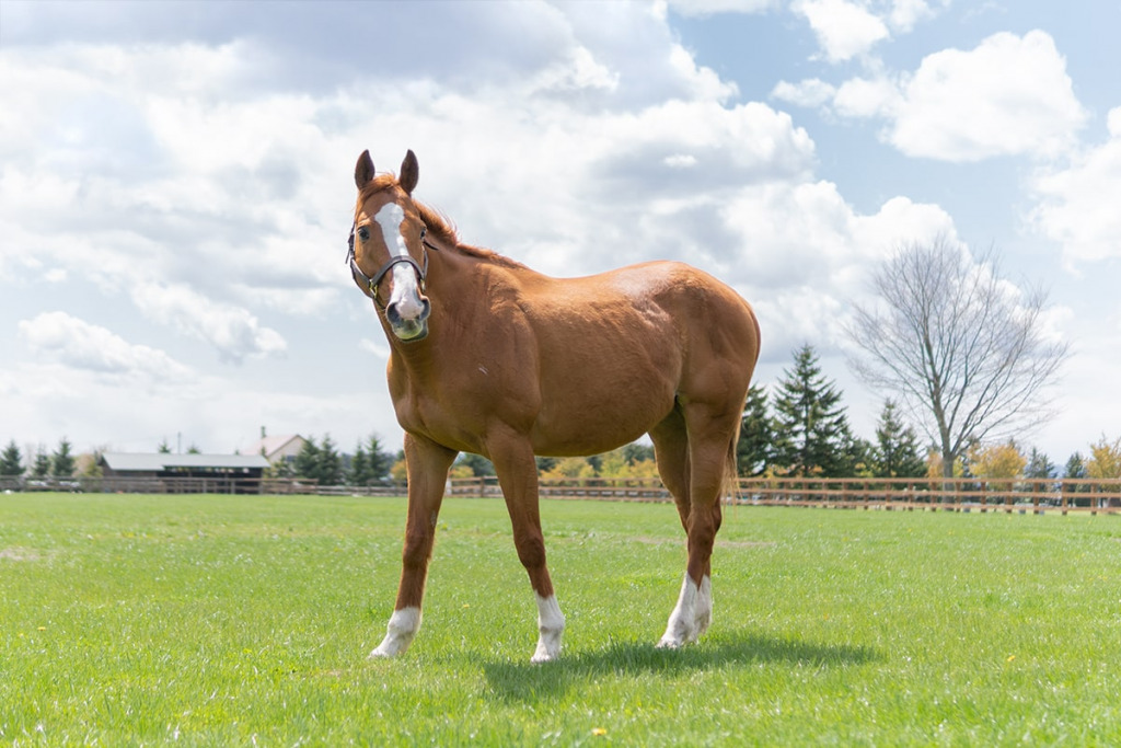 ソメスで暮らす馬たち｜アッシュゴールド