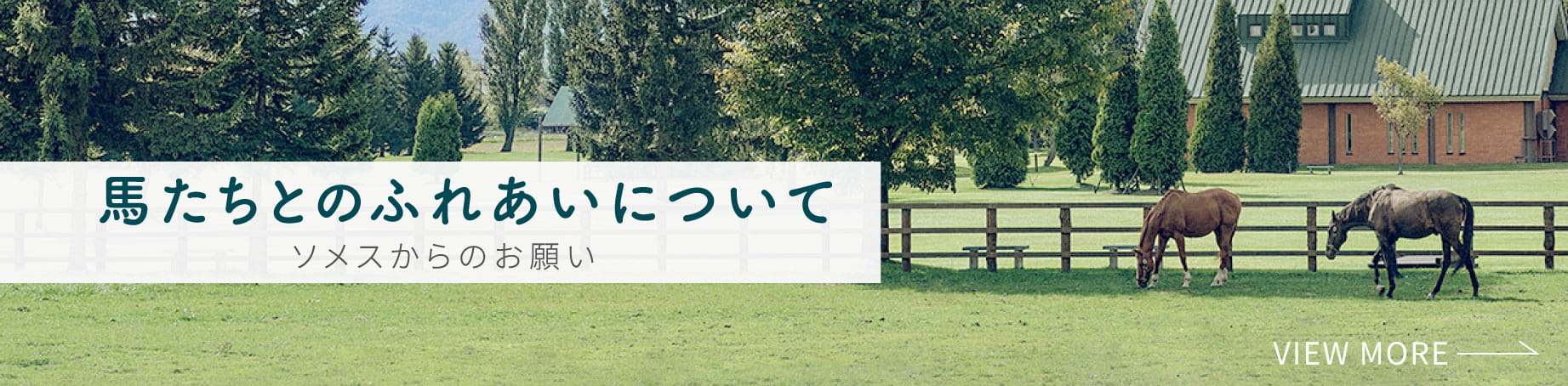 馬との触れ合いについて