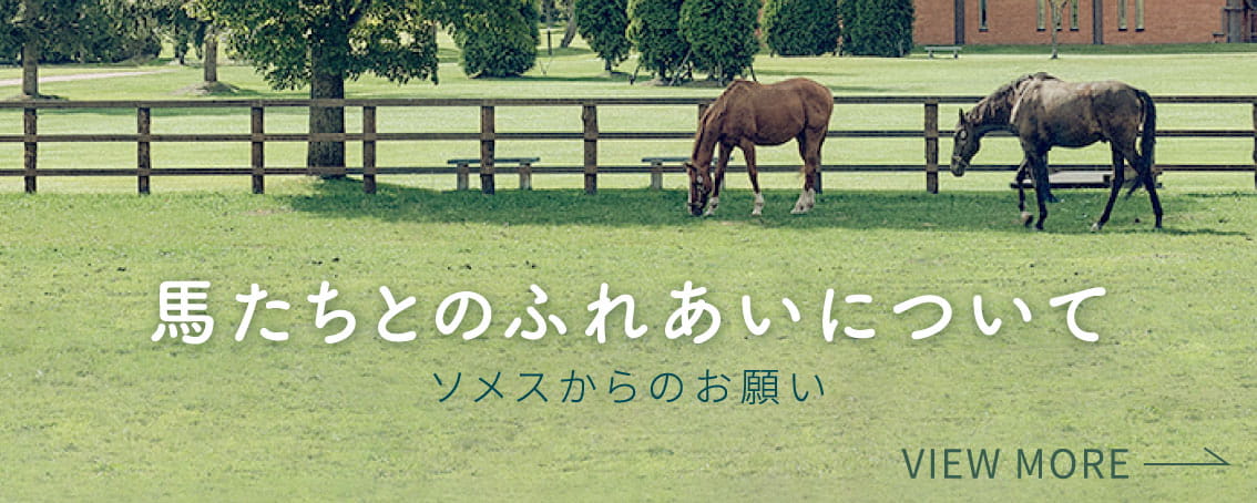 馬との触れ合いについて